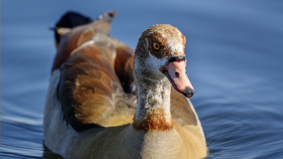L’ouette d’Égypte, originaire d’Afrique, fait l’objet d’une surveillance accrue en Moselle. Crédit : FDC 57