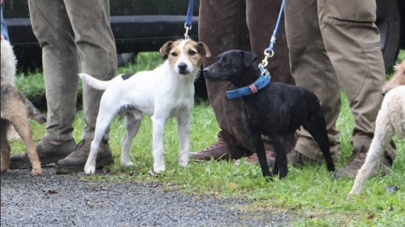 Les maîtres d’équipage ont pu faire travailler leurs chiens de race. Crédit : Equipage vallée de la Saulx