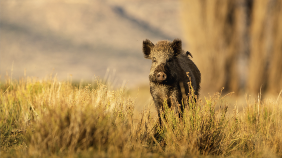 Le nombre de prélèvements de sangliers a doublé en France en 20 ans.  Crédit : kj/AdobeStock