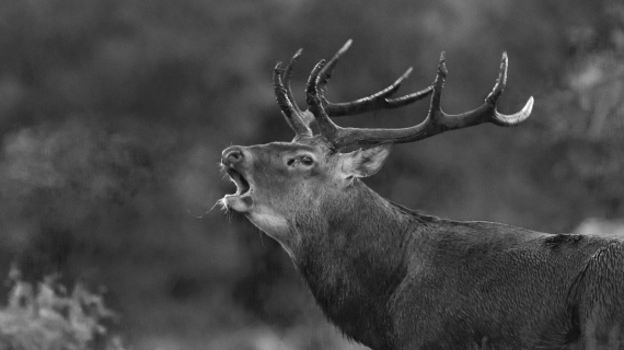 Une présence emblématique des massifs mosellans est menacée par la baisse des effectifs. Crédit : D.Gest