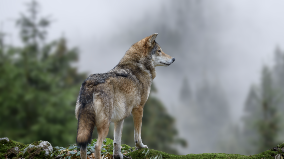 Crédit : byrdyak/AdobeStock