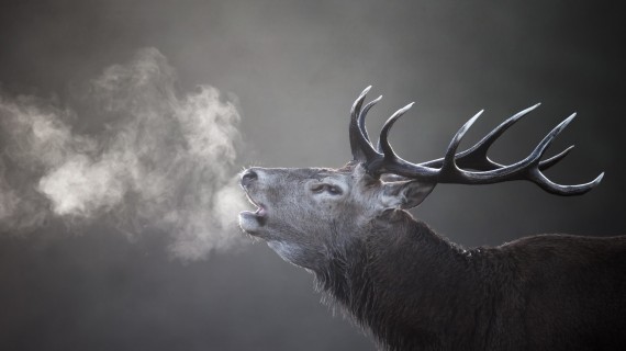 Tous les ans, le brame du cerf est une période très attendue par les passionnés du cerf et de nature. Crédit ; Dgest