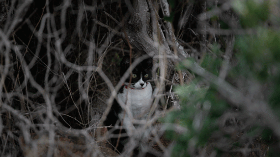 On dénombre environ 600 millions de chats dans le monde, dont 15 millions en France. Crédit : Benoît/AdobeStock