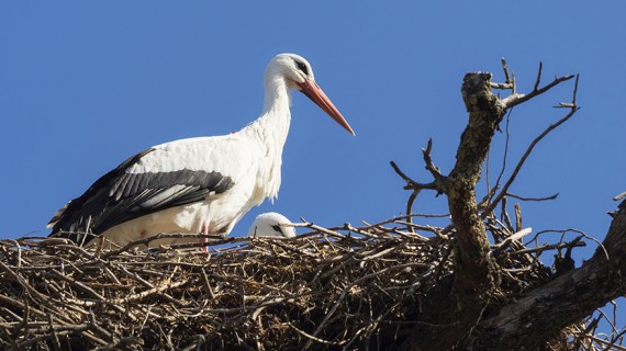 cigogne