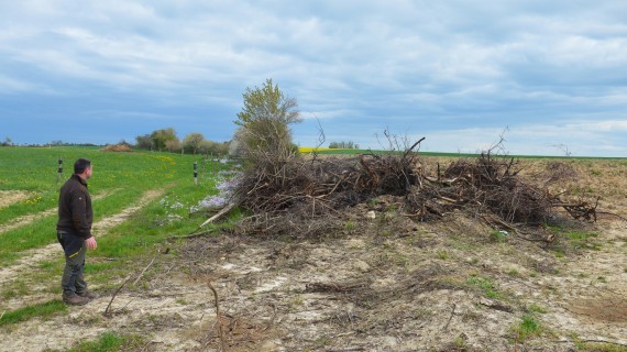 Le rôle bénéfique de la haie n’est plus à démontrer. Crédit : FDC 57