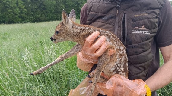 Premiers sauvetages de faons par les techniciens de la Meuse. ©FDC55