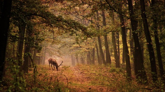 Les déséquilibres entre le gibier et les forêts qui l’accueillent sont grandissants sur le territoire français.