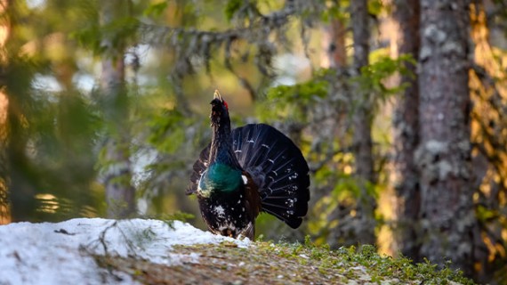 Le grand tétras est un oiseau de la famille des galliformes présent notamment dans Les Vosges