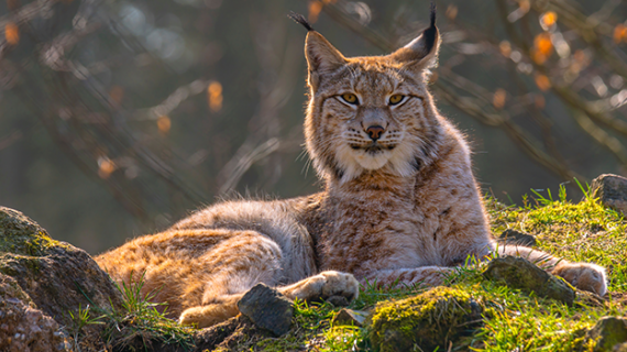 Les suivis mis en place dans le cadre du réseau Loup-Lynx attestent de la présence du lynx dans les Vosges. Crédit : Mario Plechaty/AdobeStock