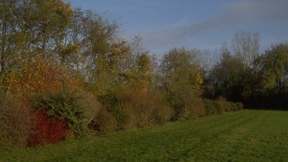 L'objectif du projet "plantons des haies" est d'atteindre plus de 400 km de linéaires de haies plantés au niveau régional