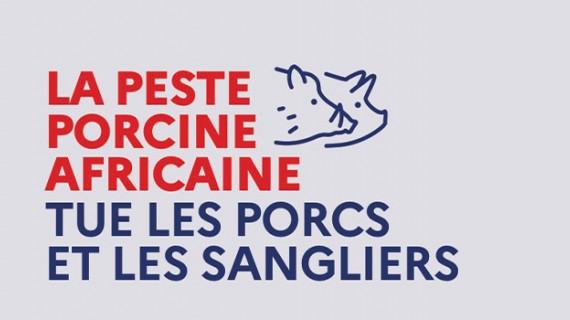 Non dangereuse pour l’Homme, la peste porcine africaine (PPA) est une maladie hautement contagieuse des porcs et des sangliers.