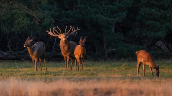 Crédit : WildMediaSK/Envato