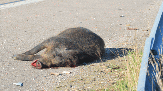 Déclarez les animaux morts ou noyés sur l'application Vigifaune. Crédit photo : FDC 57