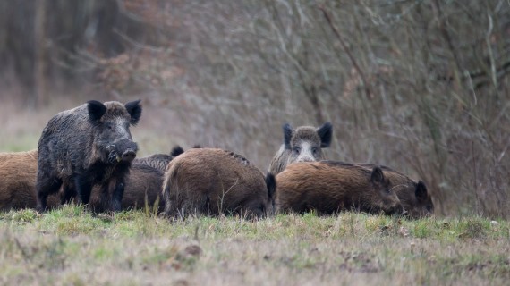 sanglier