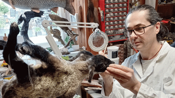 Taxidermiste depuis plus de 30 ans, Patrick Liaud est l'un des derniers de la profession en France à exercer à temps plein. Crédit : France Naudin