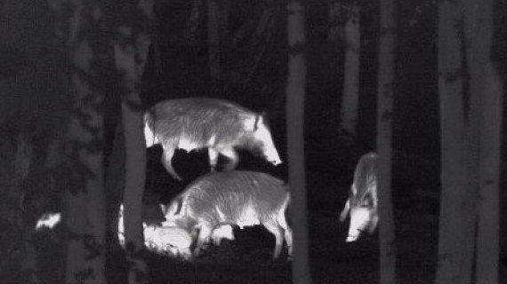 Pour le moment seuls les adaptateurs intensificateurs de lumière infrarouge sont autorisés pour le tir de nuit. Crédit : FDC 57