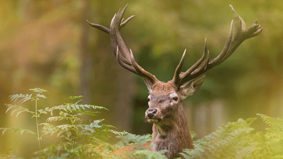 Le concours photo a pour objectif de sensibiliser le public à la richesse de la faune locale. Crédit : shocks/AdobeStock