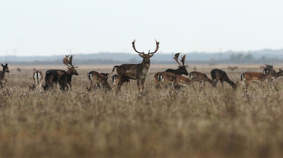 L’Association départementale des chasseurs de grand gibier organisera cette année une épreuve de son traditionnel « Brevet Grand Gibier ». 