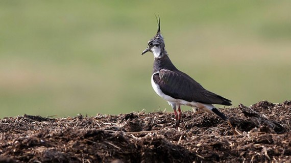 Le Vanneau huppé (Vanellus vanellus) est une espèce emblématique de la chasse française.