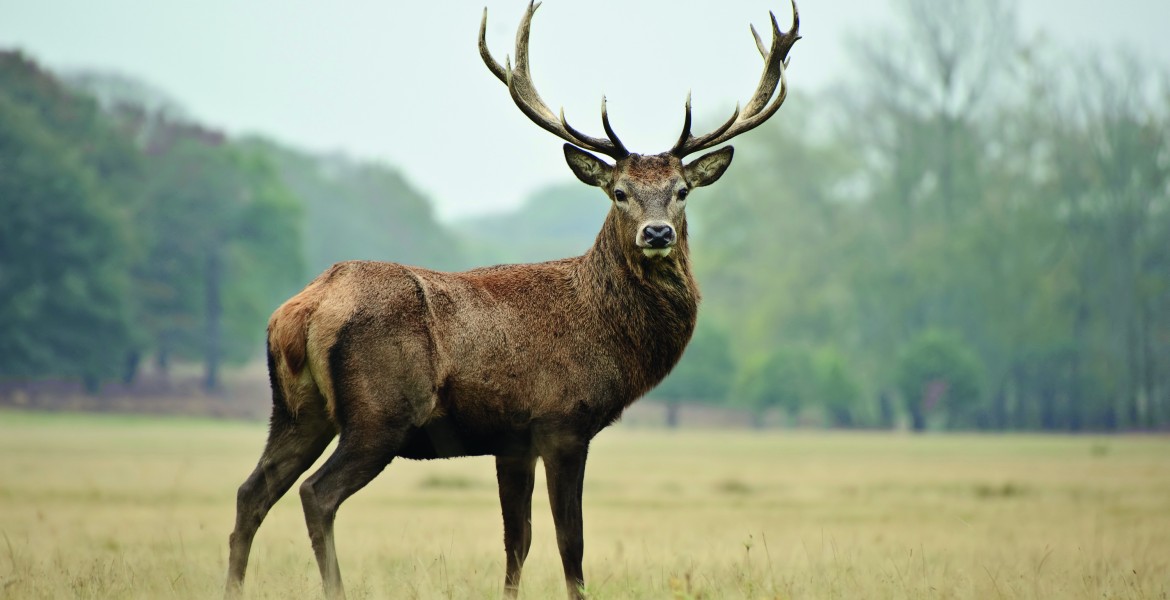 ’exposition annuelle des trophées de cerfs organisée par la FDC 57 aura lieu cette année dans l’arrondissement de Sarrebourg