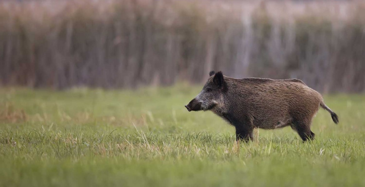 Fiches animaux - Le sanglier