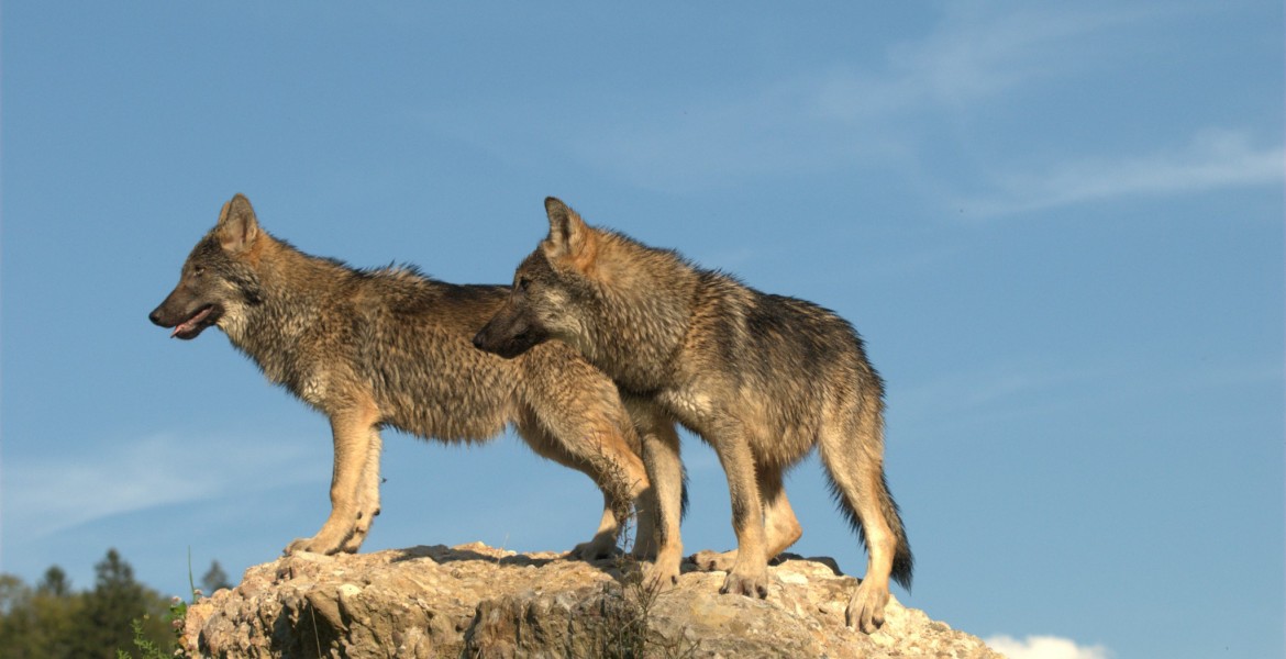 L'OFB enquête pour confirmer l'établissement officiel du loup dans le département. Crédit photo : MEISTERFOTO/AdobeStock