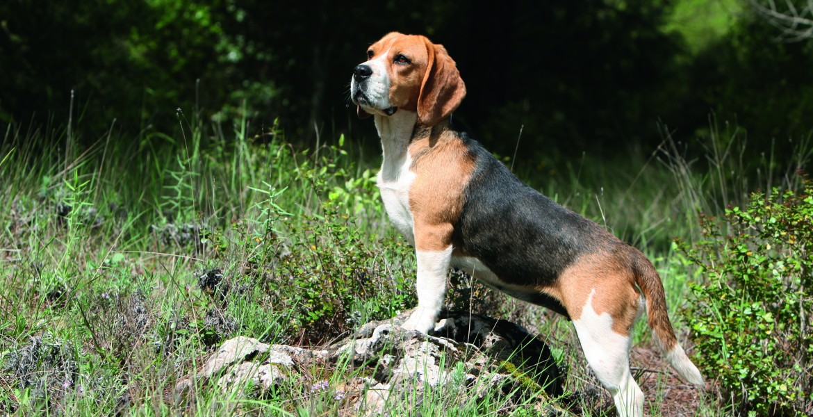 La contamination des chiens se fait par l’ingestion de viande ou d’abats de porcs ou de sangliers qui ont été contaminés par le virus.