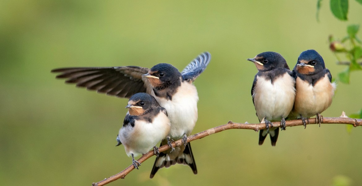 La FDC 88 est intervenue dans 10 écoles pour sensibiliser les élèves sur le déclin des hirondelles. Crédit : Tatiana/AdobeStock
