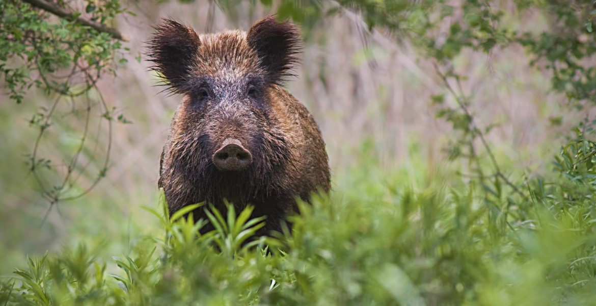 Pensez à l’aménagement de votre territoire.  Crédit : WildMedia/AdobeStock