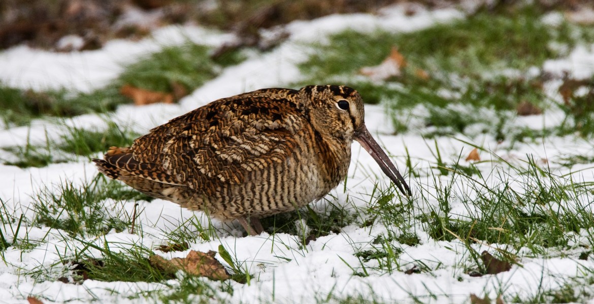 Vous devez signaler à votre président ou responsable de chasse l’ensemble de vos prélèvements de chasse (oiseaux de passage, petit gibier, gibier d’eau, ESOD…). Crédit : Agamei/AdobeStock