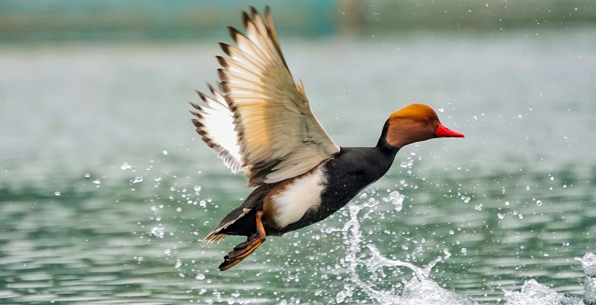La nette rousse fait partie des espèces soumises à de nouvelles règles de gestion.   Crédit : Kunal/AdobeStock