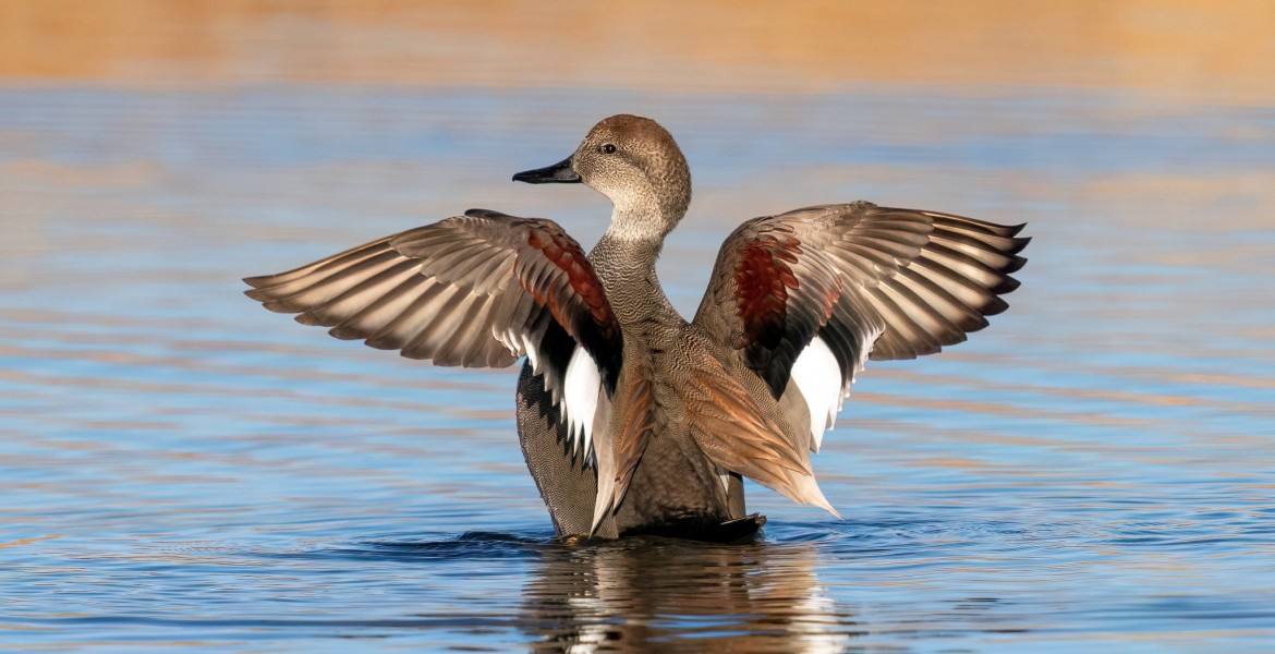 Le canard chipeau, l'une des espèces intégrées à la reconnaissance automatique de ChassAdapt.   ©Susan Hodgson/AdobeStock