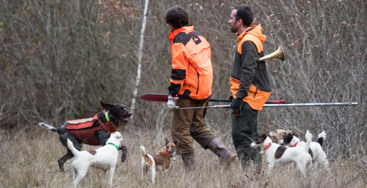 Un rappel des précautions essentielles s'impose pour tous les propriétaires de chiens de chasse. Crédit : FNC