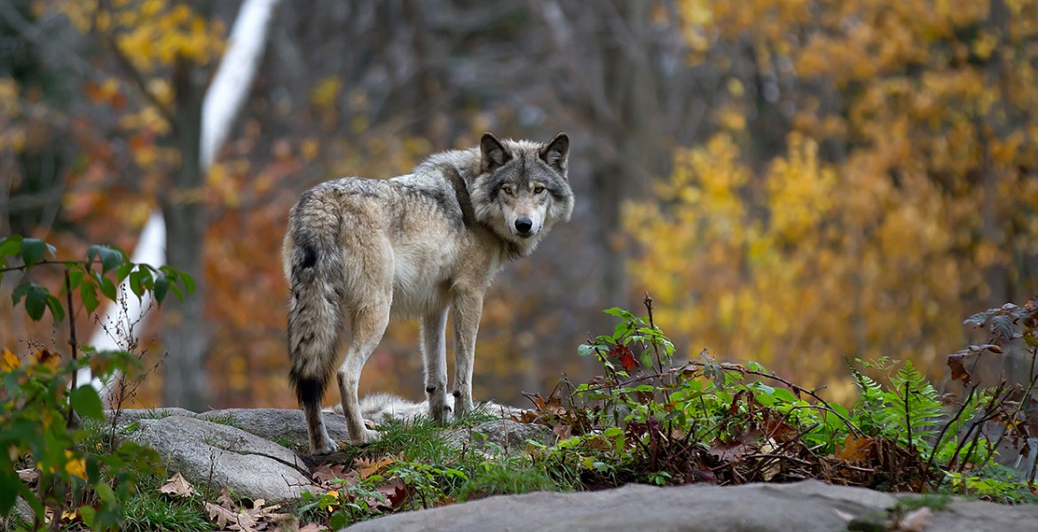 canis lupus