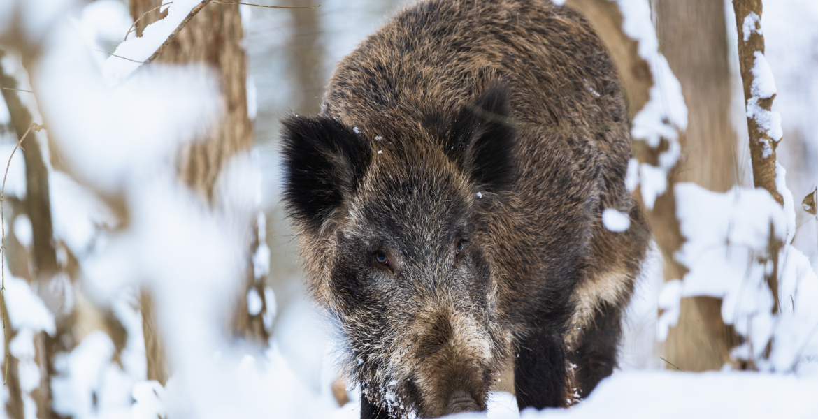 Une battue dans la neige. Crédit : Linux87/Envato