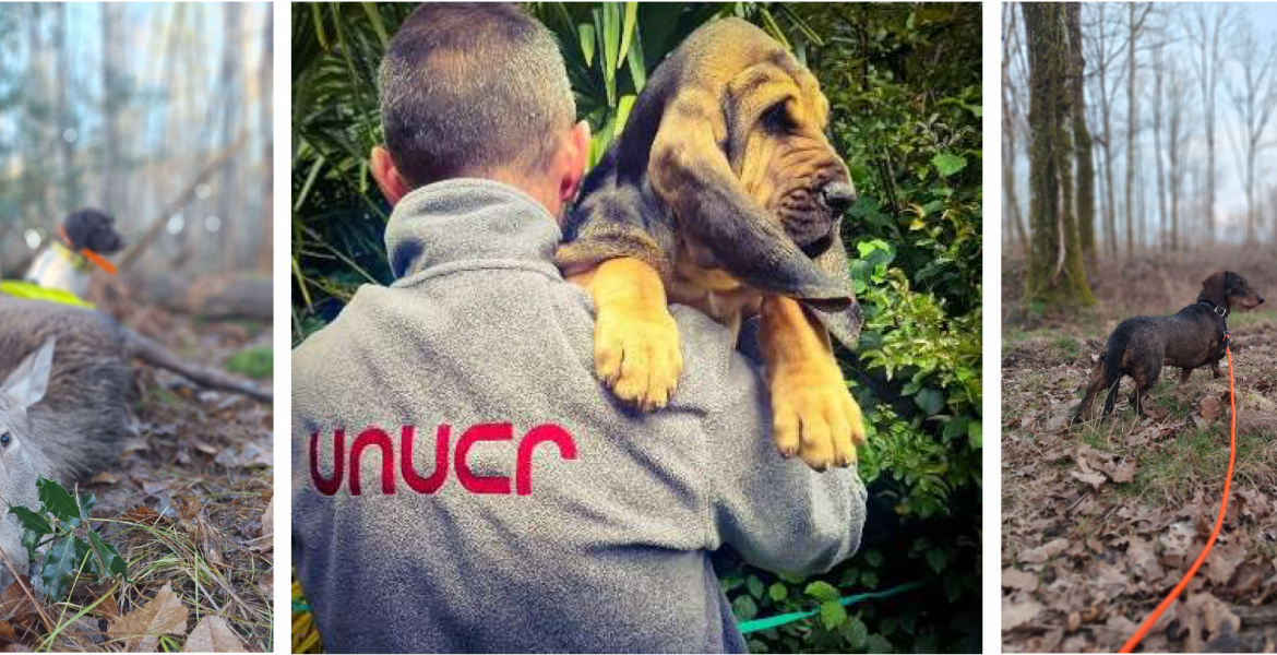 Venez-vous informer sur la recherche du grand gibier blessé et aidez-nous à la développer. Crédit : UNUCR