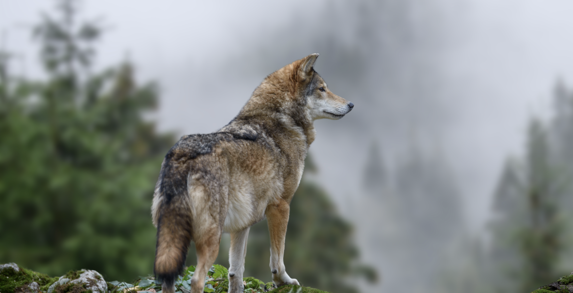 Crédit : byrdyak/AdobeStock