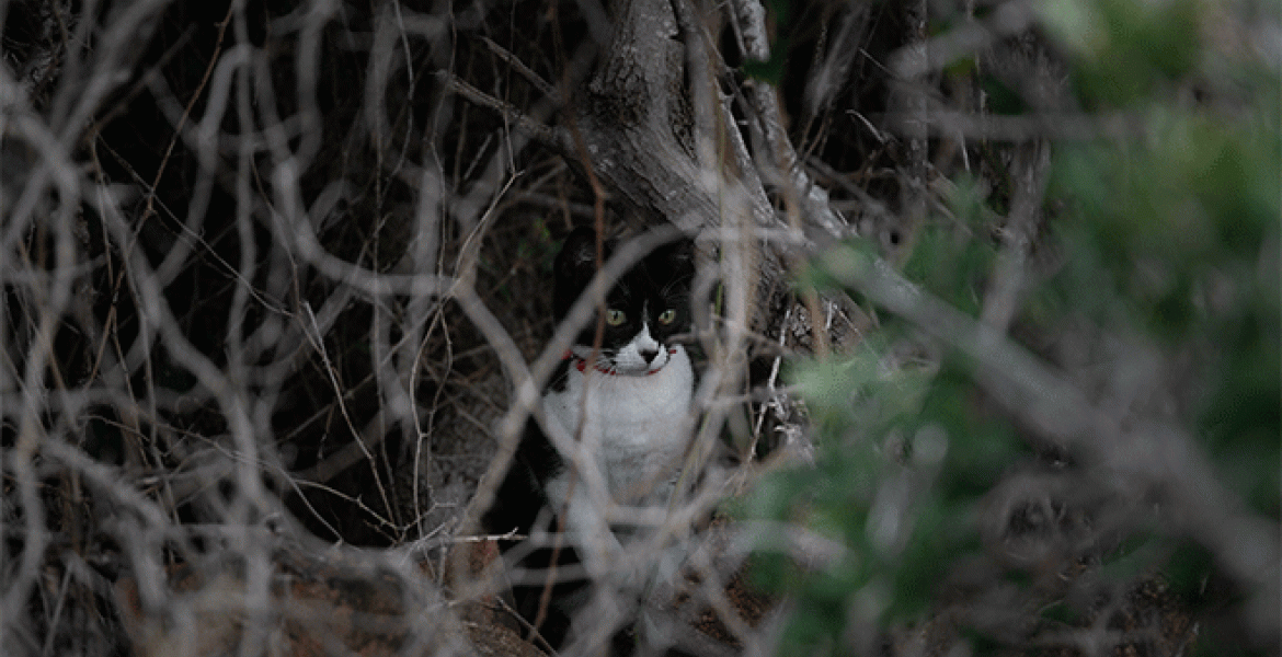 On dénombre environ 600 millions de chats dans le monde, dont 15 millions en France. Crédit : Benoît/AdobeStock