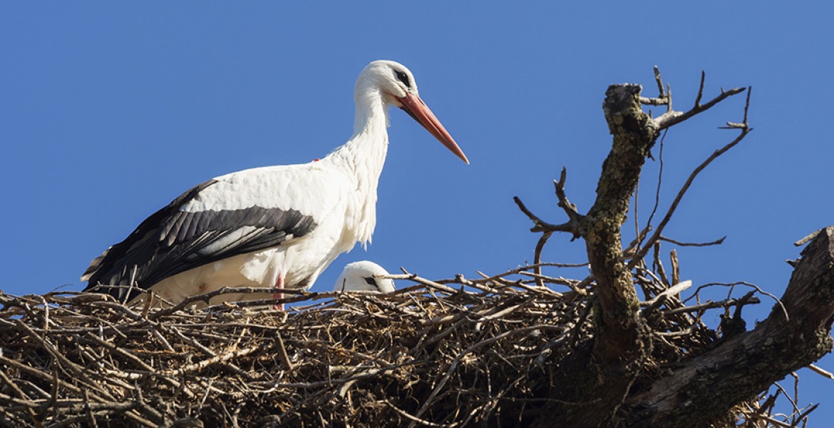 cigogne