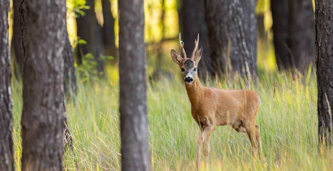 Crédit : WildMediaSK/Envato