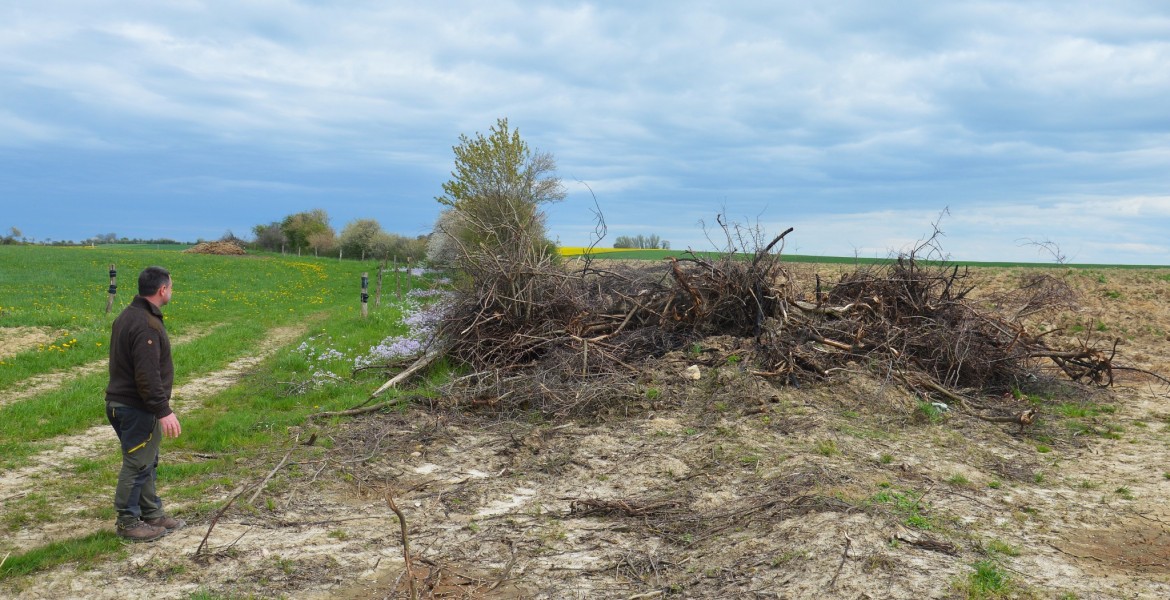Le rôle bénéfique de la haie n’est plus à démontrer. Crédit : FDC 57