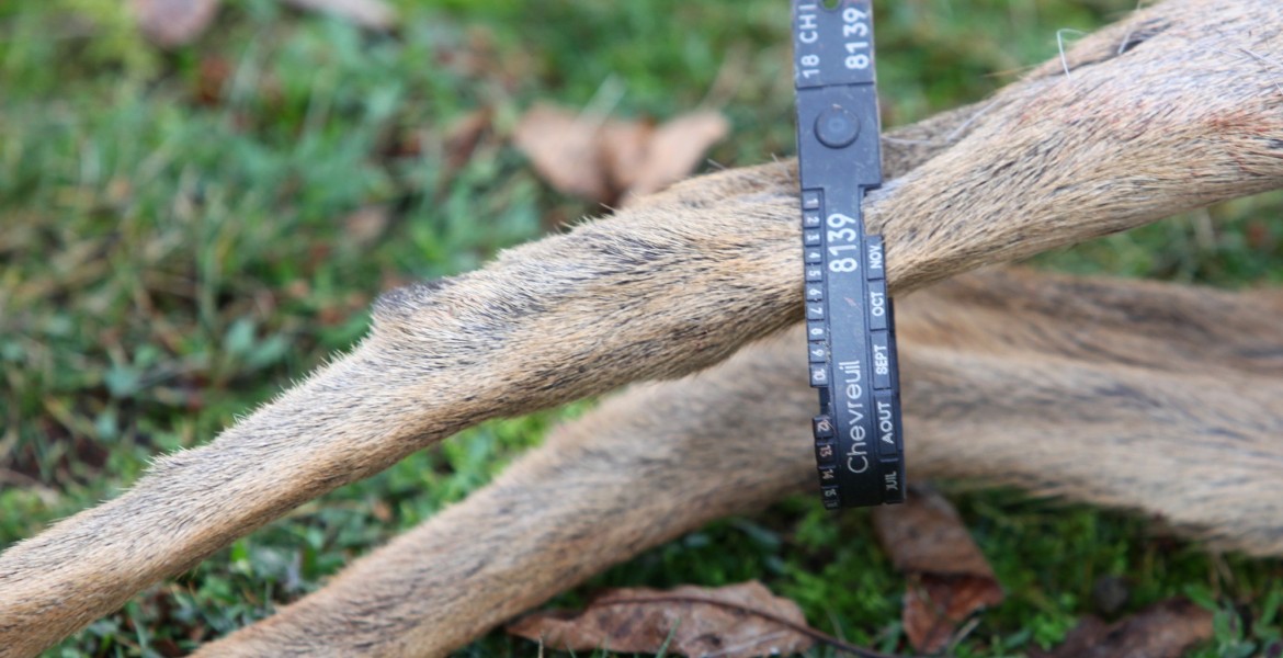 Distribution des bracelets chevreuils Chasseurs de l'Est
