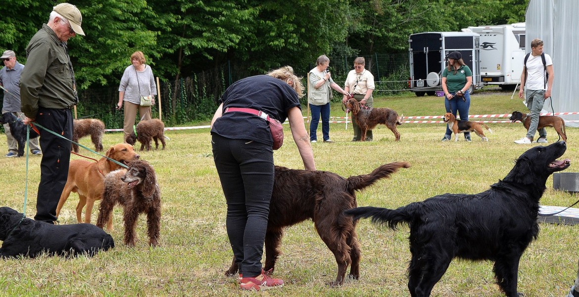 Les démonstrations des chiens mettent en valeur les qualités de nombreuses races de travail. ©Y.Overney
