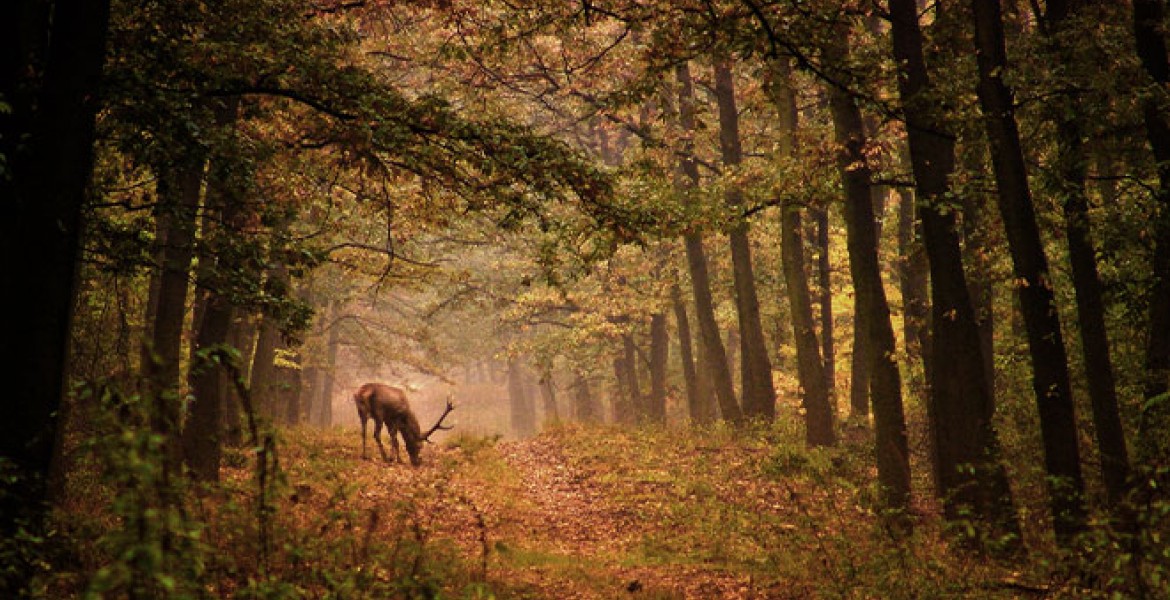 Les déséquilibres entre le gibier et les forêts qui l’accueillent sont grandissants sur le territoire français.