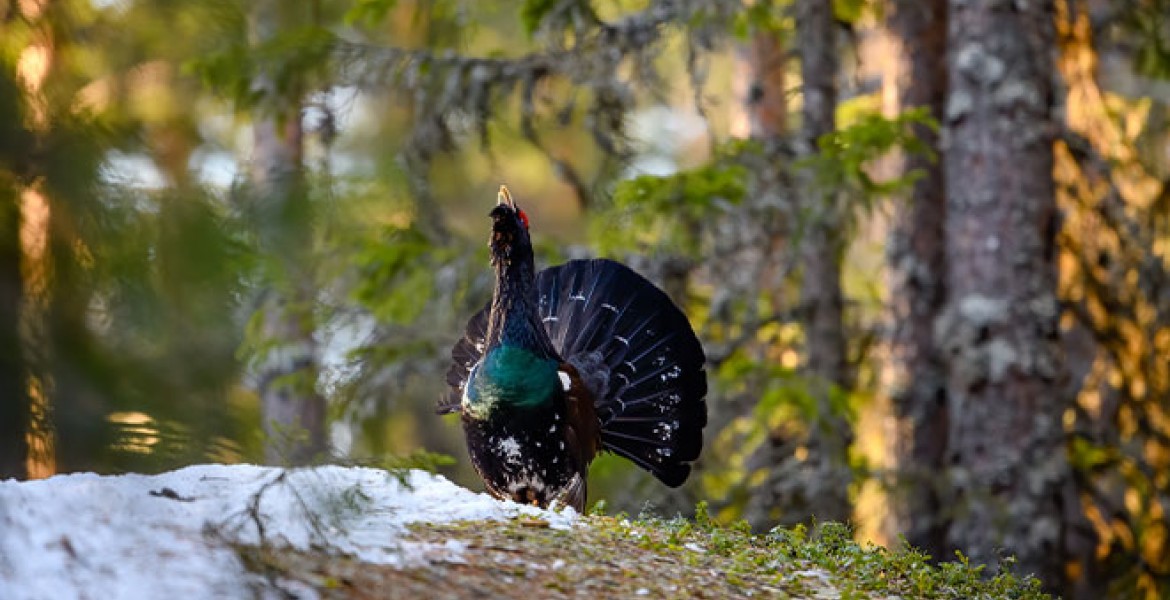 Le grand tétras est un oiseau de la famille des galliformes présent notamment dans Les Vosges