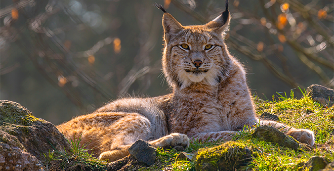 Les suivis mis en place dans le cadre du réseau Loup-Lynx attestent de la présence du lynx dans les Vosges. Crédit : Mario Plechaty/AdobeStock