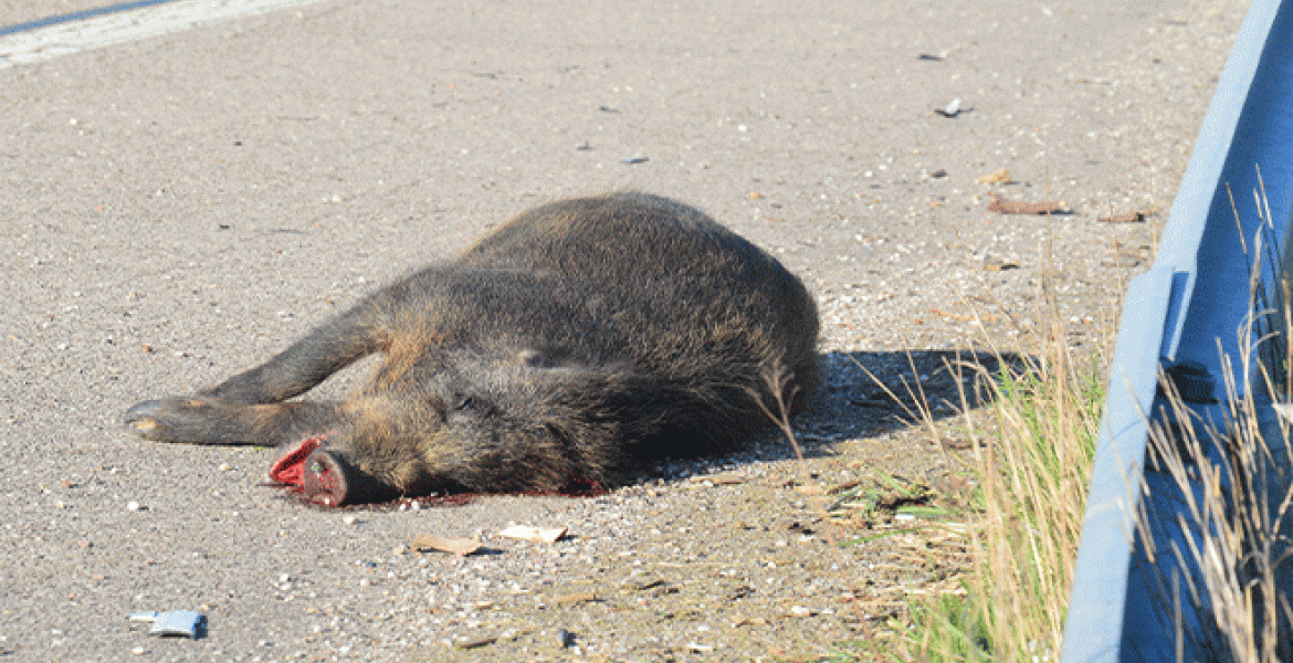 Déclarez les animaux morts ou noyés sur l'application Vigifaune. Crédit photo : FDC 57