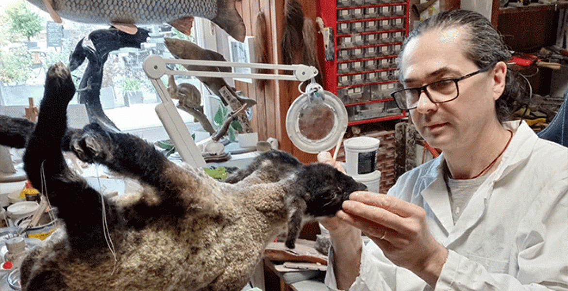 Taxidermiste depuis plus de 30 ans, Patrick Liaud est l'un des derniers de la profession en France à exercer à temps plein. Crédit : France Naudin