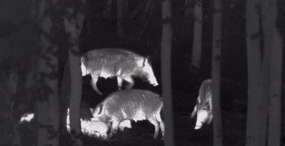 Pour le moment seuls les adaptateurs intensificateurs de lumière infrarouge sont autorisés pour le tir de nuit. Crédit : FDC 57