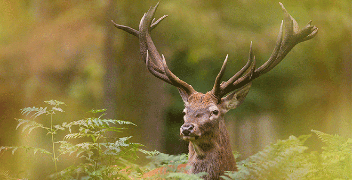 Le concours photo a pour objectif de sensibiliser le public à la richesse de la faune locale. Crédit : shocks/AdobeStock